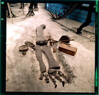 Digital Collections | AMNH - Brontosaurus, model, 1941