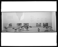 Digital Collections | AMNH - Map of the world with types of fauna ...